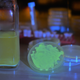 Mead brewed with a genetically engineered yeast (left) and the green fluorescent yeast (right). Image: Josiah Zayner